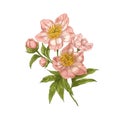 Helleborus orientalis, vintage realistic floral drawing. Lenten rose, blossomed spring plant with bloom, leaf drawn in