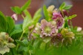 Christmas rose in bloom as nature background. Helleborus in a woodland garden