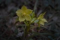 Helleborus purpurascens, early spring wildflower