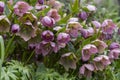Helleborus purpurascens pink purple early spring flowering plant, beautiful flowers in bloom with green leaves Royalty Free Stock Photo
