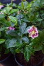 Helleborus Rose Flower for winter and spring garden, Hellebore Anemone pink picotee