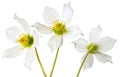 Helleborus spring flowers