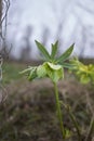 Helleborus viridis in bloom Royalty Free Stock Photo