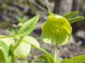 Helleborus viridis, commonly called green hellebore or bears foot flower blooming, close up, selective focus