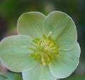 Helleborus viridis flower close up. Commonly called green hellebore.