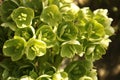 Helleborus viridis