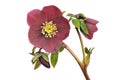 Helleborus Ã¯Â¿Â½Red LadyÃ¯Â¿Â½ isolated on white