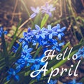 Hello April greeting card with blue first flowers