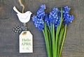 Hello April greeting card with blue first spring flowers.Bouquet of Muscari or Grape hyacinth and decorative bird figurine. Royalty Free Stock Photo