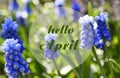 Hello April greeting card.Blue Grape hyacinth flowers or Muscari armeniacum in the garden.Spring floral concept. Royalty Free Stock Photo