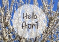 Hello April greeting card.White sakura or cherry tree blossoms on a blue sky background.