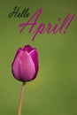 Hello April, Purple Tulip on a grass green background