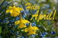 Hello April, Yellow and Blue Spring Lilly blooming Royalty Free Stock Photo
