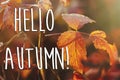 Hello autumn fall text sign on beautiful red autumn leaves in t