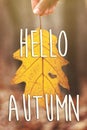 hello autumn fall text sign on hand holding beautiful yellow autumn leaf with heart shaped hole in autumn sunny forest. seasonal Royalty Free Stock Photo