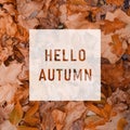 HELLO AUTUMN, greeting text on colorful fall leaves background. HELLO AUTUMN text. Word Autumn Royalty Free Stock Photo