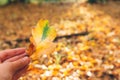 Hello autumn. Hand holding beautiful yellow and green oak leaf in sunlight on background of sunny warm forest and fall leaves. Royalty Free Stock Photo