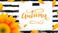 Hello autumn hand lettering word with sunflower and petals Royalty Free Stock Photo