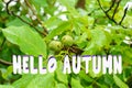 Hello autumn inscription, autumn background. Walnut is the nut of any tree of the genus Juglans Family. After the rain