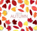 Hello autumn vector illustration with red and orange falling tree leaves over white background.