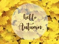 Hello Autumn.Yellow maple leaves background with text.Fall season concept. Royalty Free Stock Photo