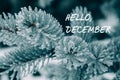 Hello december text on snow-covered branches of blue spruce. Winter forest covered with snow and ice at day. Snowy fir trees, icy Royalty Free Stock Photo