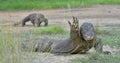 Hello from the Dragon. The Komodo dragon, Varanus komodoensis Royalty Free Stock Photo