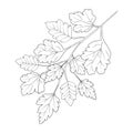 Hello, falling clip art coloring book and pages. engraved ink art botanical leaf branch collection. Royalty Free Stock Photo