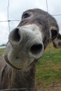 Donkey smiling