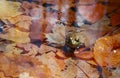 Hello Frog Royalty Free Stock Photo