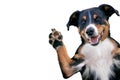 Hello goodbye high five dog, Appenzeller Mountain Dog Royalty Free Stock Photo