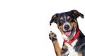 Hello goodbye high five dog, Appenzeller Mountain Dog Royalty Free Stock Photo