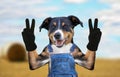 Hello goodbye high five Dog in jeans dungarees Royalty Free Stock Photo