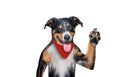 Hello goodbye high five dog, Dog winks Royalty Free Stock Photo