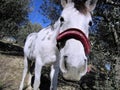 Hello! Greetings from the happy white horse blinking curiously into the camera