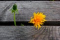 Hello, here I am. A very persistent yellow dandelion sprouted through wooden planks and waves to us with a greeting