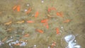 Small fish pond recorded close up