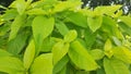 Close up video very green leaves in the park