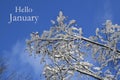 Hello January.Snowy trees in the winter forest against blue sky.Wintertime concept.