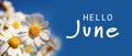 Hello June. Beautiful blooming chamomiles on blue background, banner design Royalty Free Stock Photo