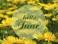 Hello June greeting card with text on a yellow summer flowers on the meadow natural floral background. Summertime concept.