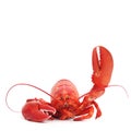 Hello lobster Royalty Free Stock Photo