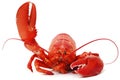 Hello lobster Royalty Free Stock Photo