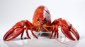 Hello lobster isolated on white background. Generative Ai Royalty Free Stock Photo