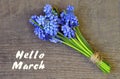 Hello March greeting card.Blue Muscari or Grape hyacinth first spring flowers on a wooden background.