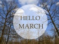 Hello March greeting card.Branches of spring trees in the forest on a blue sky background.