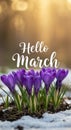 Hello March text with purple crocuses blooming in early spring in sunlit garden Royalty Free Stock Photo