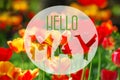 Hello May background with a field of tulips Royalty Free Stock Photo