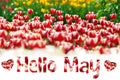 Hello May background with field of tulips