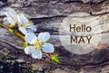 Hello May.Cherry blossom branch on tree bark background.Springtime concept. Royalty Free Stock Photo